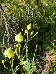 Comesperma flavum