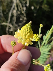 Comesperma flavum