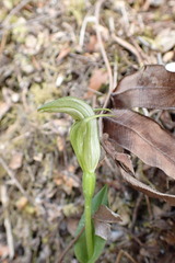 Pterostylis scabrida