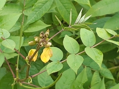 Senna occidentalis