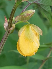 Senna occidentalis