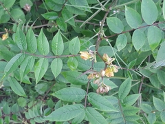 Senna occidentalis