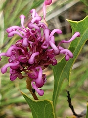 Grevillea quercifolia