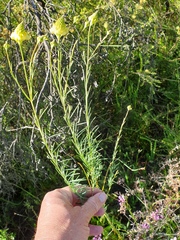 Comesperma flavum