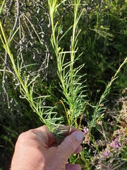 Comesperma flavum
