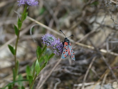 Zygaena rhadamanthus