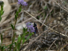 Zygaena rhadamanthus
