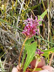 Grevillea quercifolia