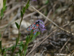 Zygaena rhadamanthus