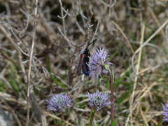 Zygaena rhadamanthus