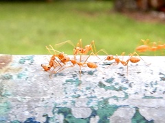 Oecophylla smaragdina