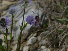 Zygaena rhadamanthus