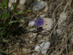 Zygaena rhadamanthus