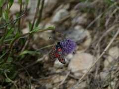 Zygaena rhadamanthus