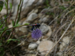 Zygaena rhadamanthus