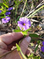 Scaevola calliptera