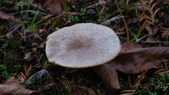 Fungi