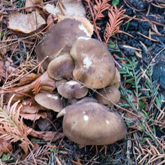 Fungi