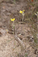 Goodenia robusta