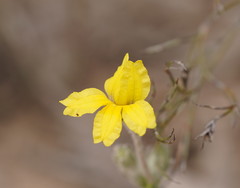 Goodenia robusta