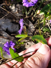 Scaevola calliptera
