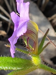 Scaevola calliptera