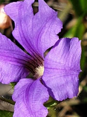 Scaevola calliptera