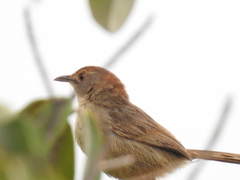 Cisticola aberrans