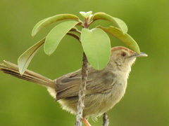 Cisticola aberrans