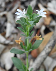 Dyschoriste costata