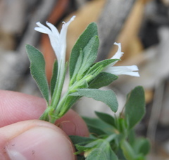 Dyschoriste costata