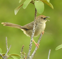 Cisticola aberrans