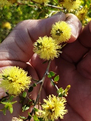 Melaleuca thymoides