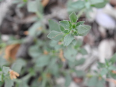 Dyschoriste costata