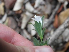 Dyschoriste costata