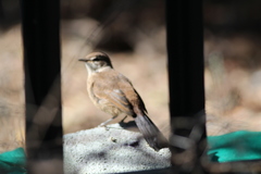 Cercotrichas coryphoeus