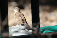 Cercotrichas coryphoeus