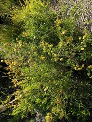 Melaleuca thymoides