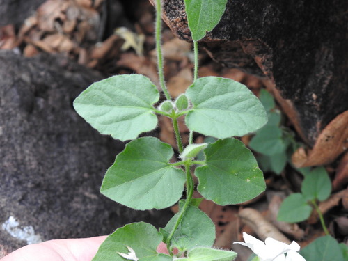 Image of Thunbergia neglecta by (c) Matthew Fainman, some rights reserved (CC BY)