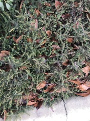 Ericeae