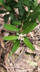 Pimelea drupacea