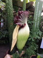 Amorphophallus titanum