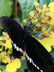 Papilio polytes