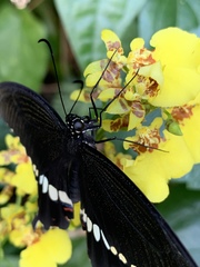 Papilio polytes