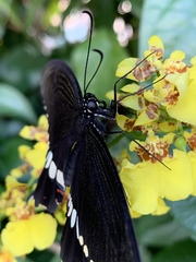 Papilio polytes