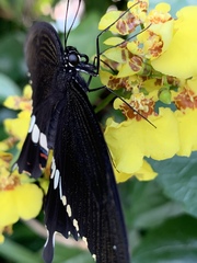 Papilio polytes