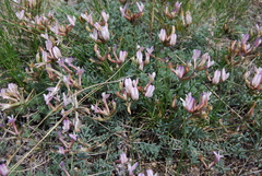 Astragalus stenoceras