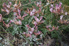 Astragalus stenoceras