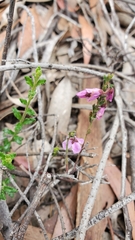 Tetratheca labillardierei