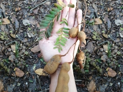 Tamarindus